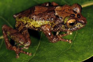 Illustration for article titled Scientists find 8 impossibly adorable new frogs in a single forest